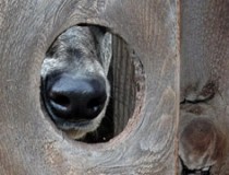 Greyhound nose through knot hole ©2012 Sarah Regan Snavely Greyhound nose through knot hole ©2012 Sarah Regan Snavely